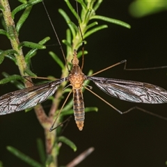 Unidentified Crane fly, midge, mosquito or gnat (several families) at Bungonia, NSW - 26 Nov 2024 by AlisonMilton