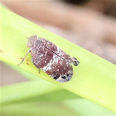 Platybrachys decemmacula (Green-faced gum hopper) at O'Connor, ACT - 28 Nov 2024 by ConBoekel