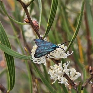 Pollanisus (genus) at Bombay, NSW - 28 Nov 2024