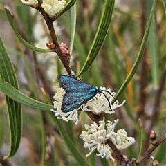 Pollanisus (genus) at Bombay, NSW - 28 Nov 2024