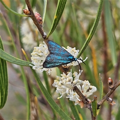 Pollanisus (genus) at Bombay, NSW - 28 Nov 2024