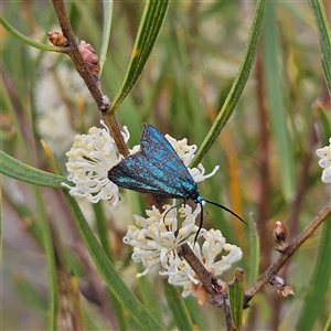 Pollanisus (genus) at Bombay, NSW - 28 Nov 2024