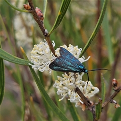 Pollanisus (genus) at Bombay, NSW - 28 Nov 2024