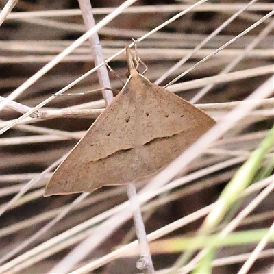 Unidentified Moth (Lepidoptera) at O'Connor, ACT - 28 Nov 2024 by ConBoekel