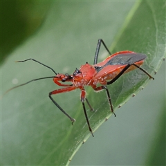 Unidentified True bug (Hemiptera, Heteroptera) at O'Connor, ACT - 28 Nov 2024 by ConBoekel