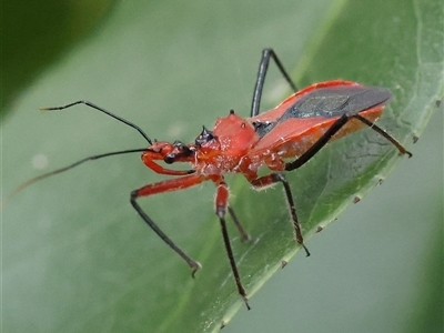 Gminatus australis (Orange assassin bug) at O'Connor, ACT - 28 Nov 2024 by ConBoekel