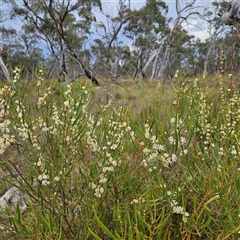 Hakea dactyloides at Bombay, NSW - 28 Nov 2024 by MatthewFrawley