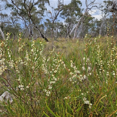 Hakea dactyloides at Bombay, NSW - 28 Nov 2024 by MatthewFrawley