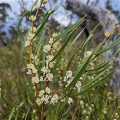 Hakea dactyloides at Bombay, NSW - 28 Nov 2024 01:43 PM