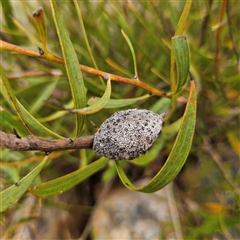 Hakea dactyloides at Bombay, NSW - 28 Nov 2024 01:43 PM