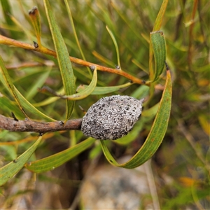 Hakea dactyloides at Bombay, NSW - 28 Nov 2024 01:43 PM