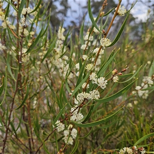 Hakea dactyloides at Bombay, NSW - 28 Nov 2024 01:43 PM