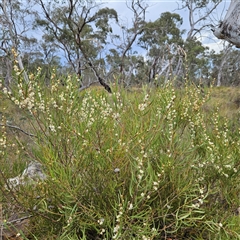 Hakea dactyloides at Bombay, NSW - 28 Nov 2024 01:43 PM