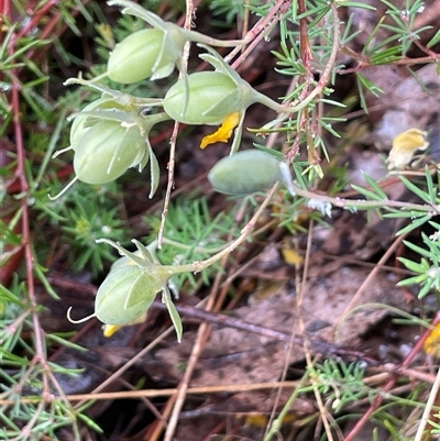 Gompholobium huegelii at Rendezvous Creek, ACT - 27 Nov 2024 by JaneR