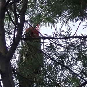 Callocephalon fimbriatum (Gang-gang Cockatoo) at Braidwood, NSW by clarehoneydove