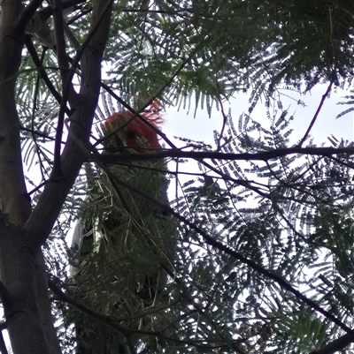 Callocephalon fimbriatum (Gang-gang Cockatoo) at Braidwood, NSW - 28 Nov 2024 by clarehoneydove