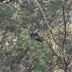 Callocephalon fimbriatum at Braidwood, NSW - suppressed