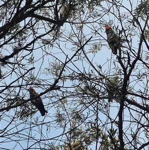 Callocephalon fimbriatum at Braidwood, NSW - suppressed