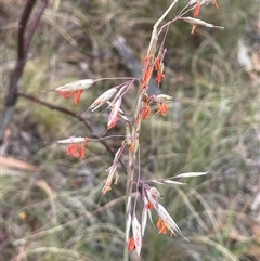 Rytidosperma pallidum (Red-anther Wallaby Grass) at Rendezvous Creek, ACT - 27 Nov 2024 by JaneR