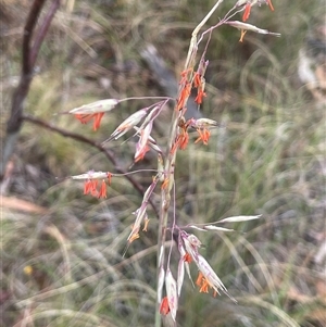 Rytidosperma pallidum at Rendezvous Creek, ACT - 27 Nov 2024 12:25 PM