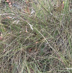 Rytidosperma pallidum at Rendezvous Creek, ACT - 27 Nov 2024 12:25 PM