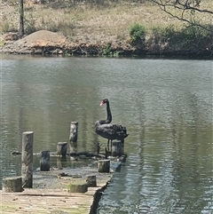 Cygnus atratus (Black Swan) at Brownlow Hill, NSW - 28 Nov 2024 by Nathankeelan