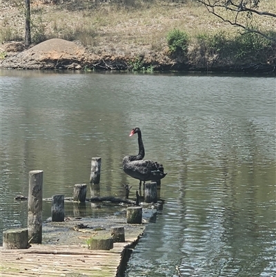 Cygnus atratus (Black Swan) at Brownlow Hill, NSW - 28 Nov 2024 by Nathankeelan