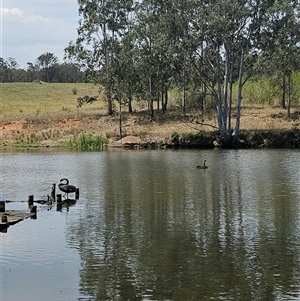 Cygnus atratus at Brownlow Hill, NSW - 28 Nov 2024 01:00 PM