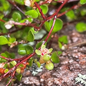 Muehlenbeckia axillaris at Rendezvous Creek, ACT - 27 Nov 2024