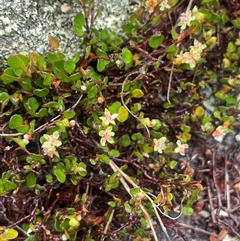 Muehlenbeckia axillaris at Rendezvous Creek, ACT - 27 Nov 2024 12:38 PM