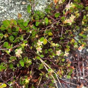 Muehlenbeckia axillaris at Rendezvous Creek, ACT - 27 Nov 2024 12:38 PM