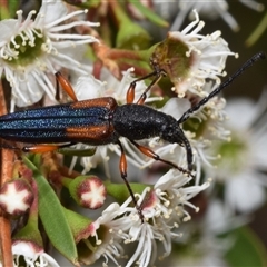 Brachytria jugosa (Jugosa longhorn beetle) at Jerrabomberra, NSW - 28 Nov 2024 by DianneClarke