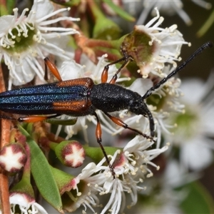 Brachytria jugosa (Jugosa longhorn beetle) at Jerrabomberra, NSW by DianneClarke