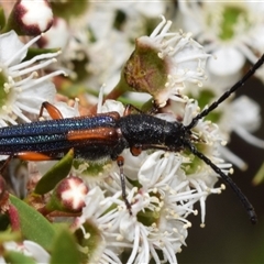 Brachytria jugosa at Jerrabomberra, NSW - 28 Nov 2024