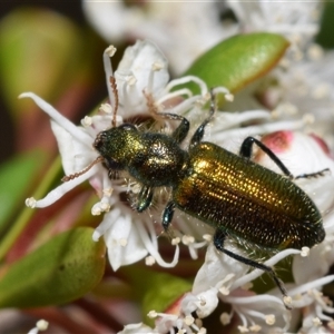 Eleale aspera at Jerrabomberra, NSW - 28 Nov 2024