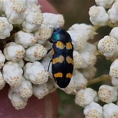 Castiarina livida (Jewel Beetle) at Goulburn, NSW - 28 Nov 2024 by trevorpreston