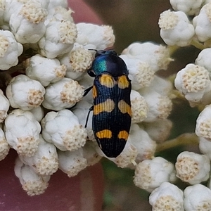 Castiarina livida at Goulburn, NSW - 28 Nov 2024 04:34 PM