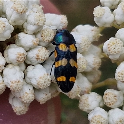 Castiarina livida (Jewel Beetle) at Goulburn, NSW - 28 Nov 2024 by trevorpreston