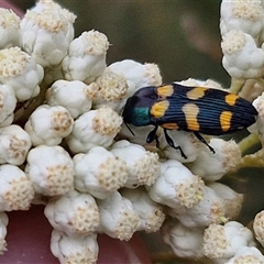 Castiarina livida at Goulburn, NSW - 28 Nov 2024 04:34 PM