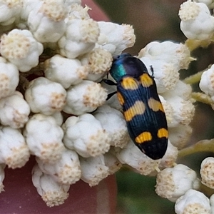 Castiarina livida at Goulburn, NSW - 28 Nov 2024 04:34 PM