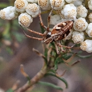 Oxyopes sp. (genus) at Goulburn, NSW - 28 Nov 2024 04:32 PM