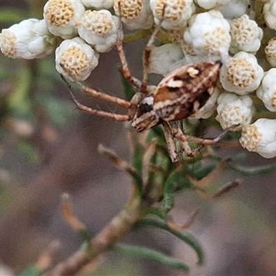 Oxyopes (genus) (Lynx spider) at Goulburn, NSW - 28 Nov 2024 by trevorpreston