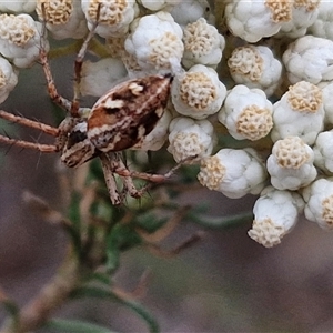 Oxyopes sp. (genus) at Goulburn, NSW - 28 Nov 2024