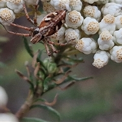 Oxyopes sp. (genus) at Goulburn, NSW - 28 Nov 2024 04:32 PM