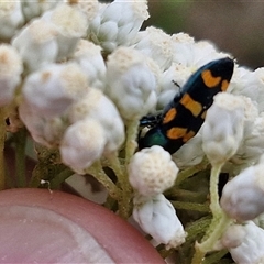 Unidentified Jewel beetle (Buprestidae) at Goulburn, NSW - 28 Nov 2024 by trevorpreston