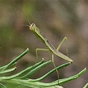 Pseudomantis albofimbriata at Goulburn, NSW by trevorpreston