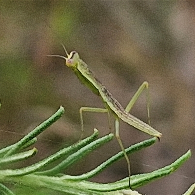 Orthodera ministralis (Green Mantid) at Goulburn, NSW - 28 Nov 2024 by trevorpreston