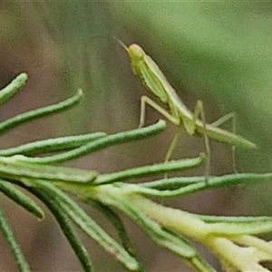 Orthodera ministralis at Goulburn, NSW - 28 Nov 2024 04:24 PM