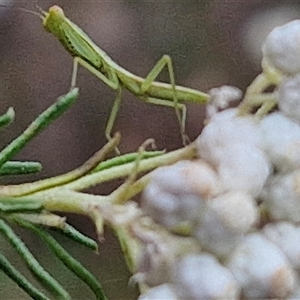 Orthodera ministralis at Goulburn, NSW - 28 Nov 2024 04:24 PM