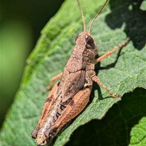 Phaulacridium vittatum (Wingless Grasshopper) at Holder, ACT by Miranda